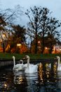 White Swan on Water