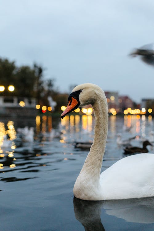 A Swan on the Water