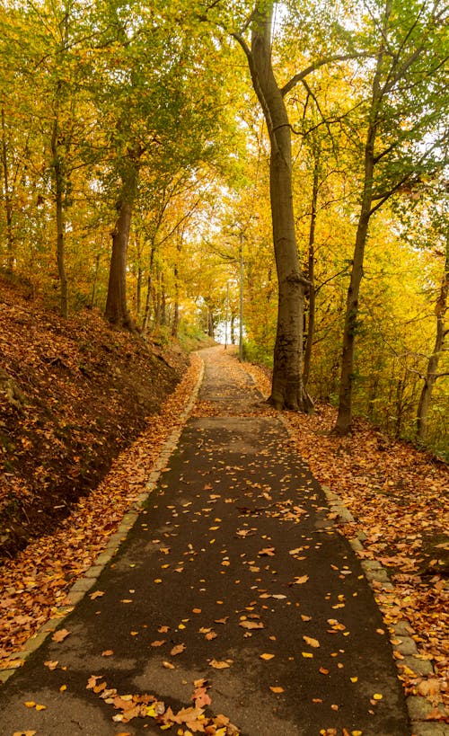 A Paved Walkway with Brown Leaves