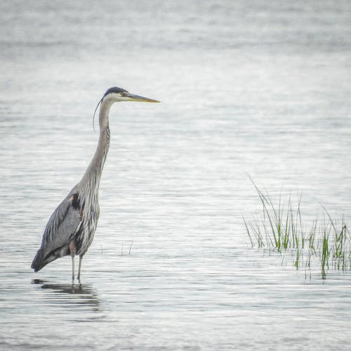 คลังภาพถ่ายฟรี ของ everglades, การสะท้อน, ขน