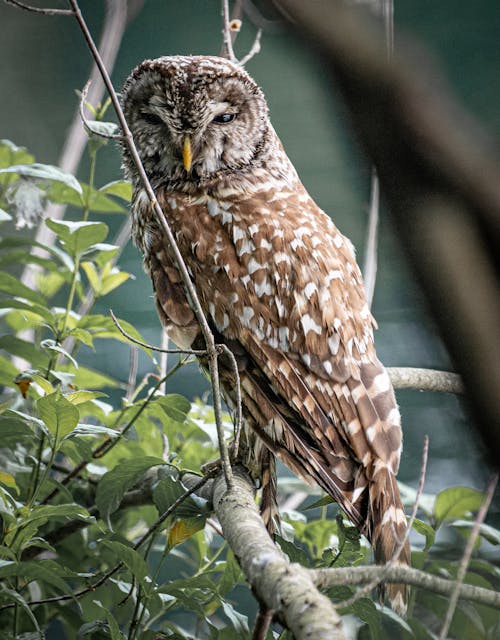 Close-up of an Owl Perching on the Branch 