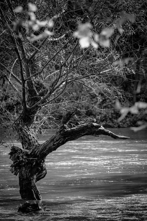 Free Monochrome photo of a tree by a river, capturing a serene natural scene. Stock Photo