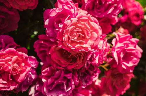 Free Close-up of vibrant pink roses with detailed petals shining in natural sunlight. Stock Photo