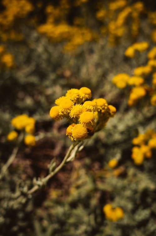 A Cluster of Yellow Flowers in Tilt Shift Lens