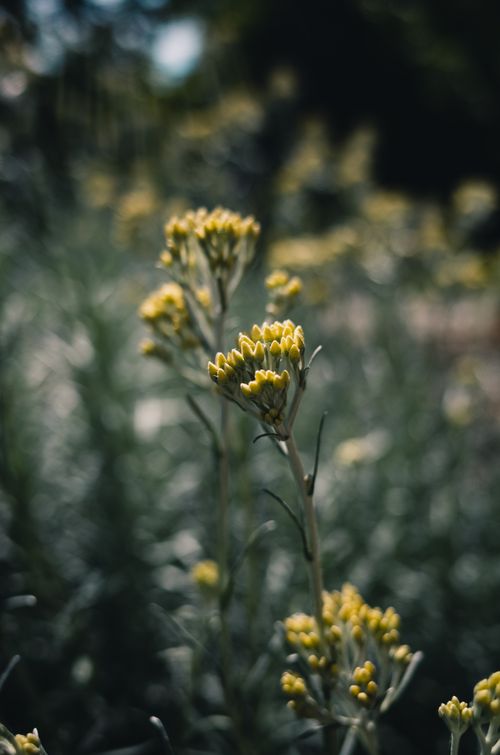 Free Close-up of curry plant flowers blooming in the natural sunlight with a soft, blurred background. Stock Photo