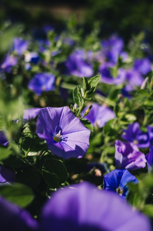 Selective Focus Photo of Blooming Blue Rock Bindweed Flower