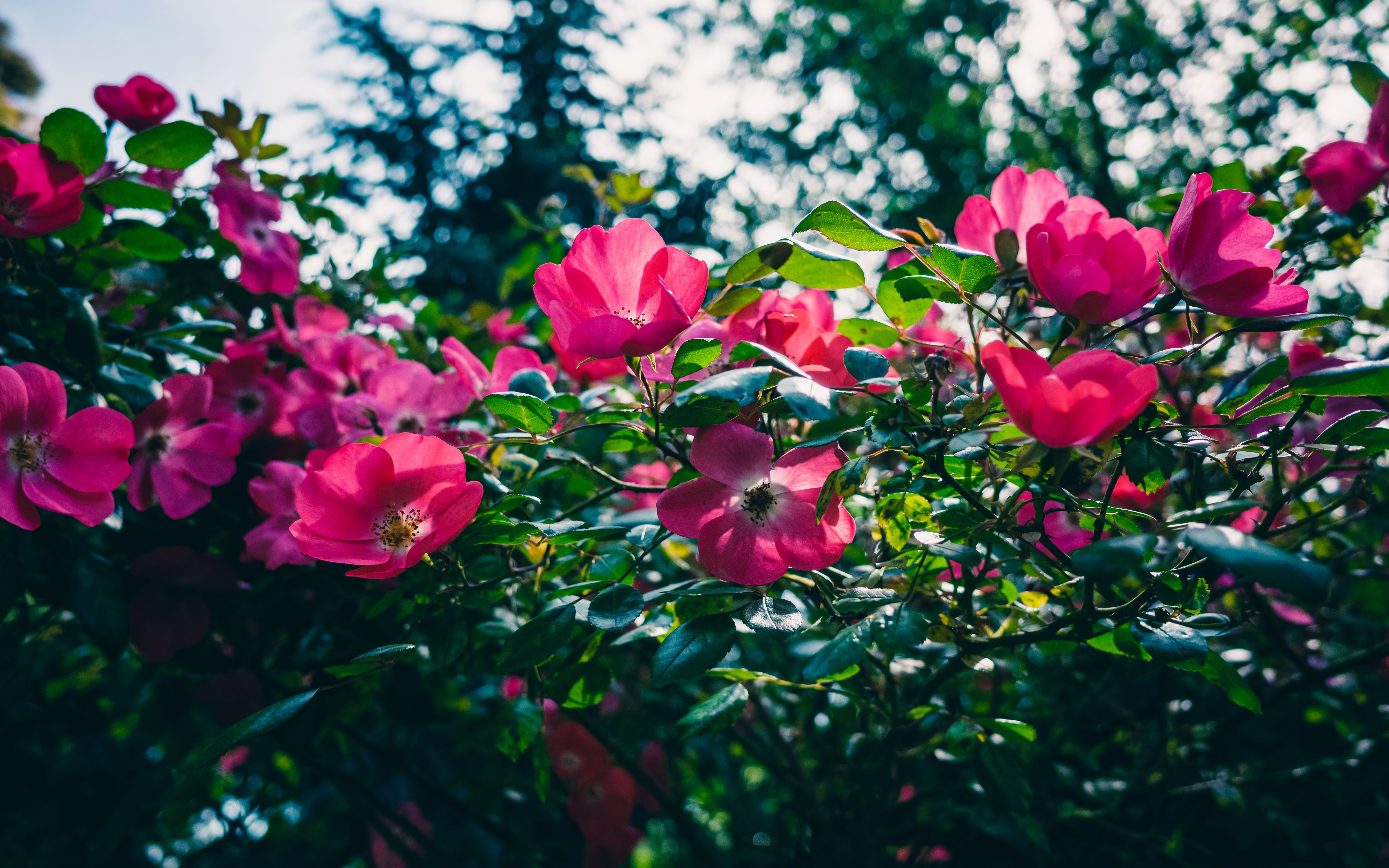 Expert Recommendations for Safe and Effective Pruning Practices