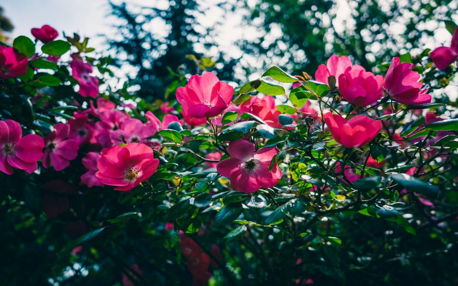 Expert Recommendations for Safe and Effective Pruning Practices
