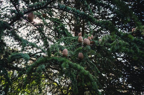 Closeup of a Conifer Tree with Cones