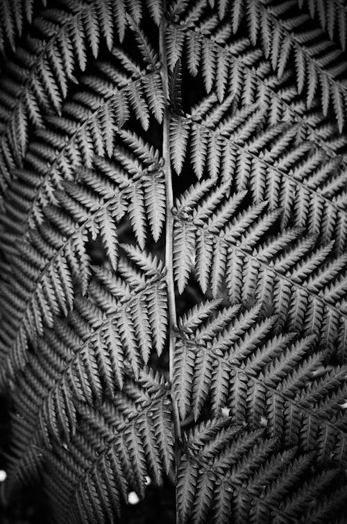 A Close-up Shot of Fern Leaves in Grayscale Photography
