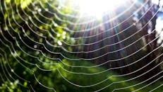 阳光照射下，郁郁葱葱的公园里，蜘蛛网的特写展现了自然美景