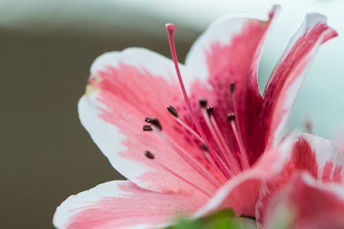 Free Pink Petaled Flower Selective Focus Photography Stock Photo