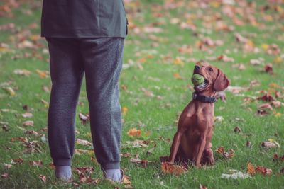 Tractive GPS Dog LTE Tracker