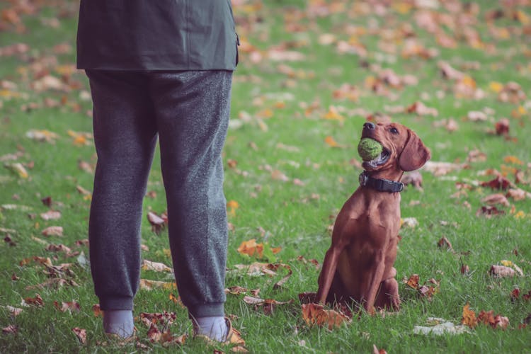 A Brown Dog Holding A Tennis Ball In Its Mouth 