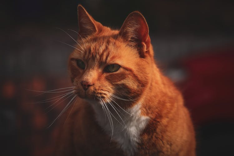 An Orange And White Tabby Cat