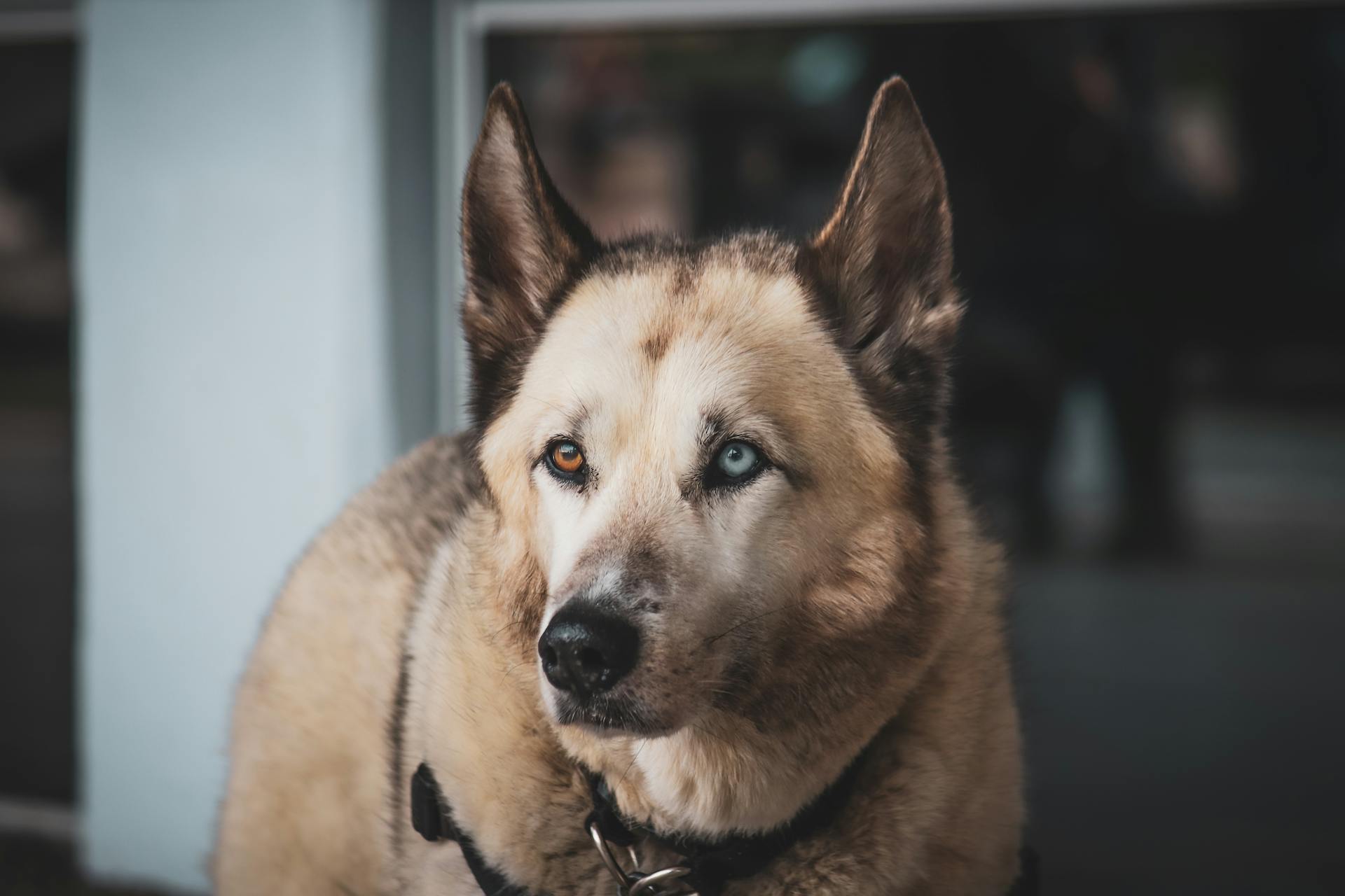 En hund med olika färgade ögon