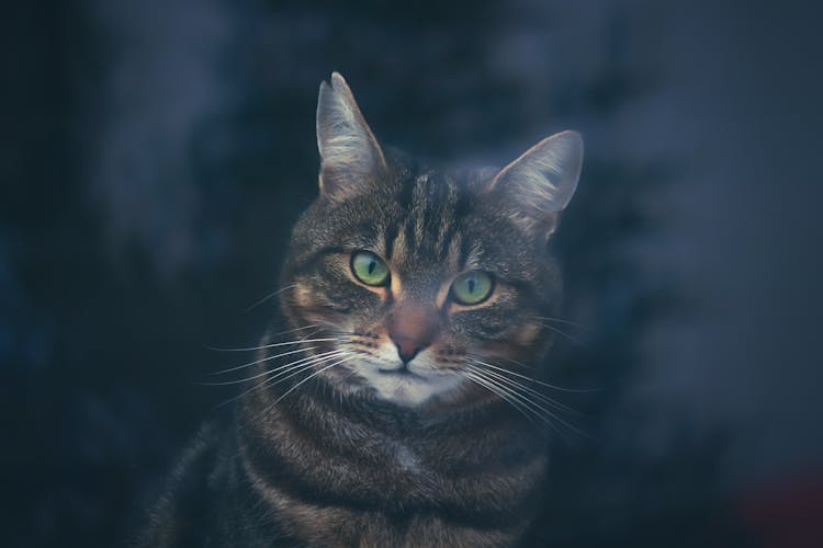 Portrait Of A Mackerel Tabby Cat 