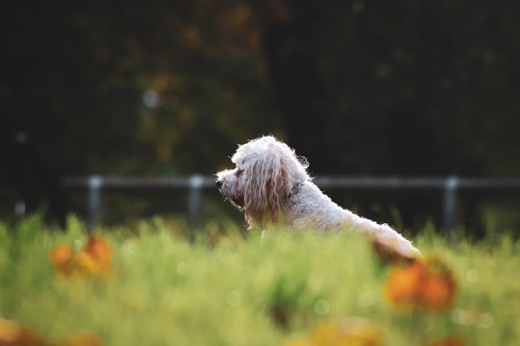 Small Dog Sitting In Grass