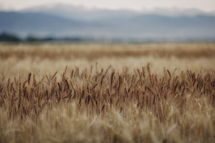 Crops On Field