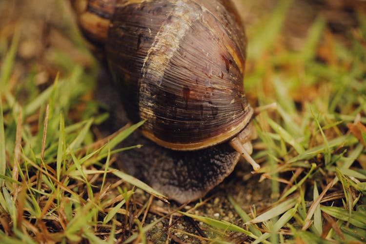 A Close-up Shot Of A Brown Snail On Green Grass