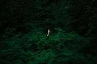 Unrecognizable Hiding Person Stretching Hand From Between Ferns in Woods