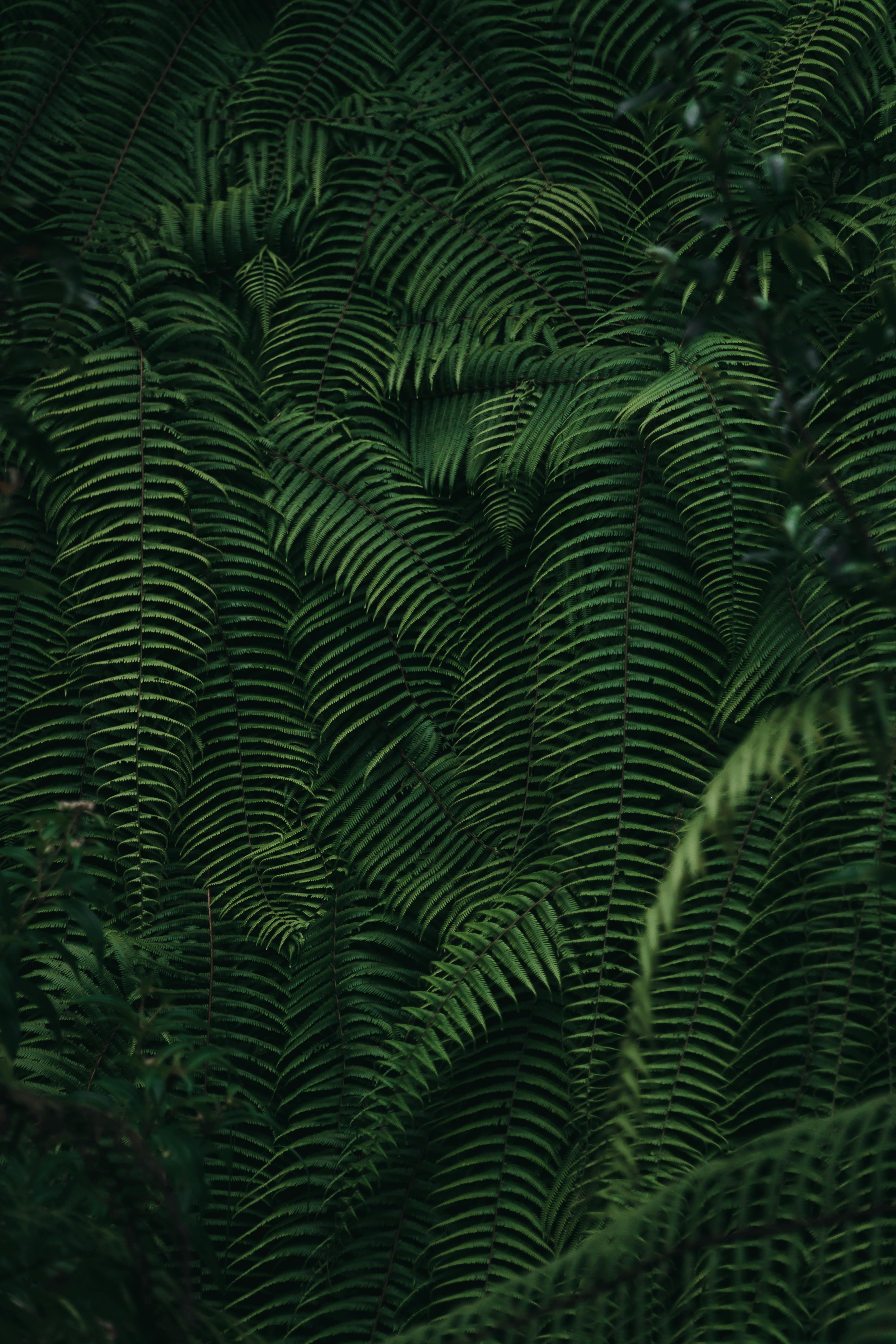 Dense foliage of lush green ferns creates a mesmerizing natural pattern in a Nepalese jungle.