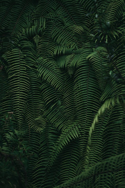 Lush Green Fern Leaves