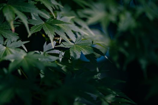 Detailed close-up of Japanese maple leaves in dark green shade.