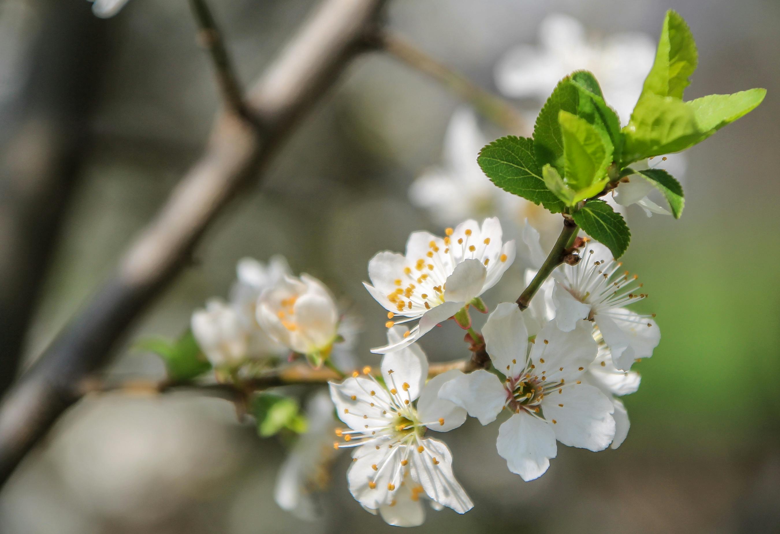 White Flowers · Free Stock Photo