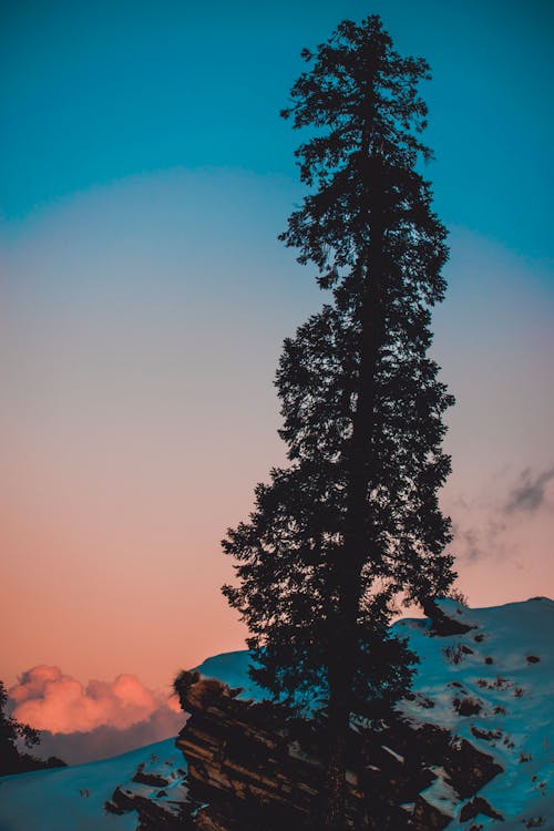 Pine Tree on Snow Covered Hill Under White and Blue Sky at Daytime