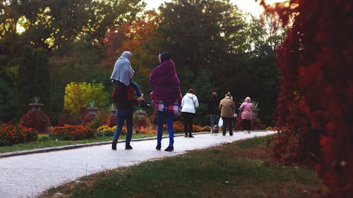 Free stock photo of autumn, boys, fall