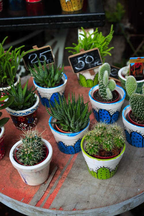 Free Potted Green Cactus Plants  Stock Photo