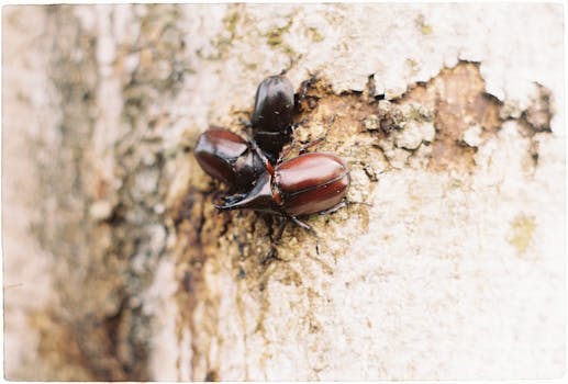 Detailed close-up of brown rhinoceros beetles on rough tree bark emphasizing natural texture.
