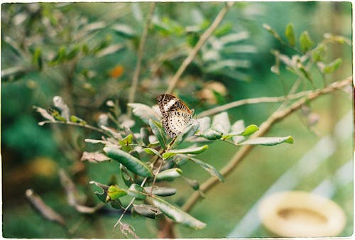 A Butterfly Perched on Green Plant