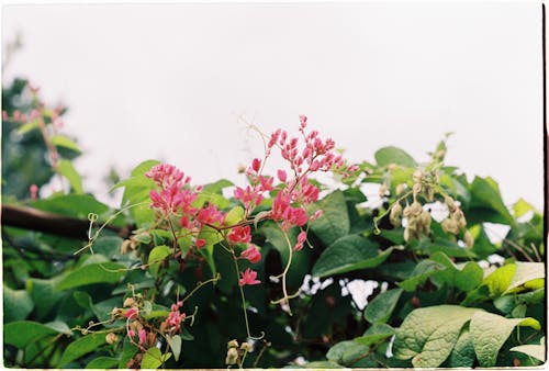 Immagine gratuita di botanico, delicato, fiori rosa