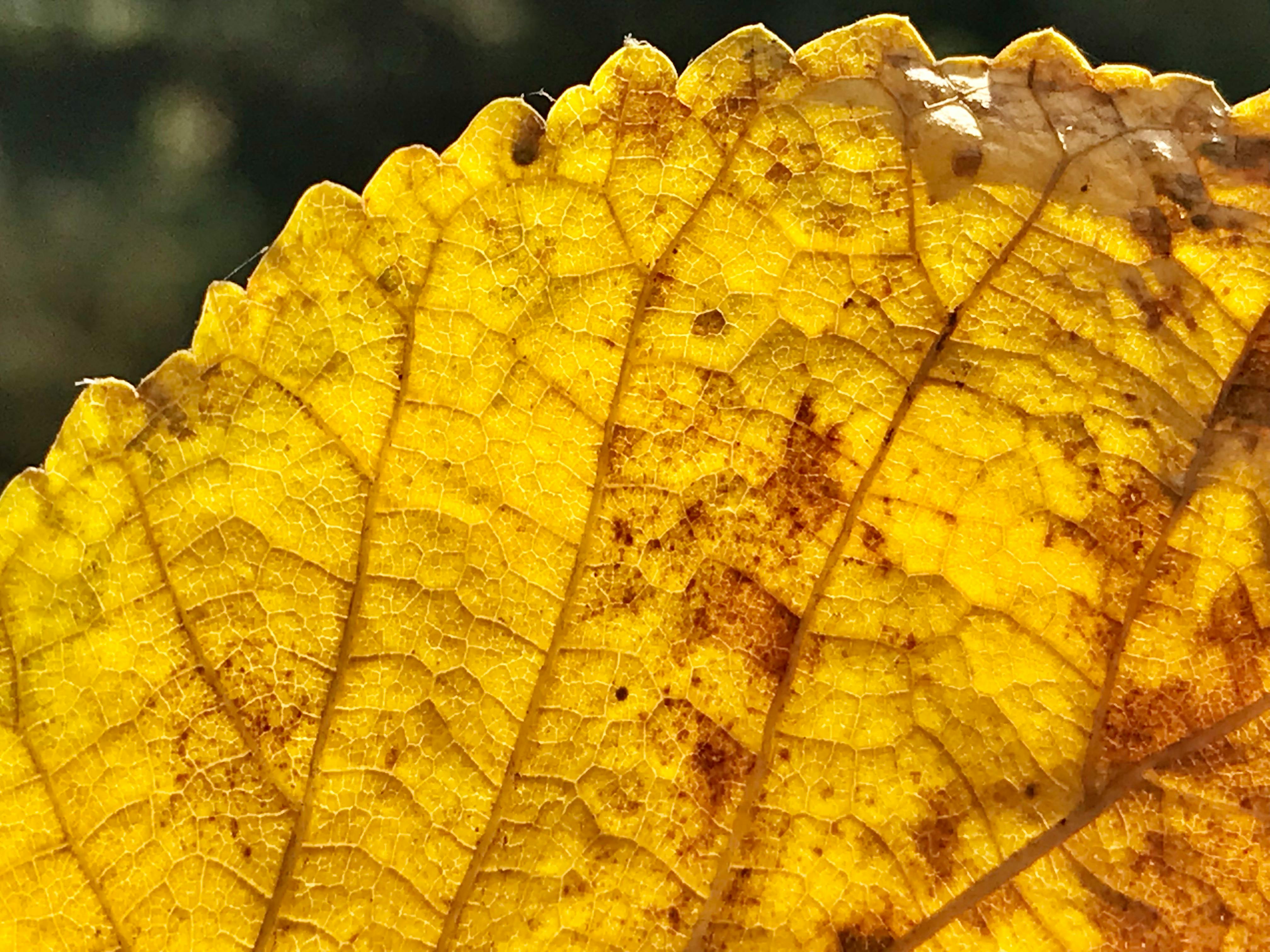 Thrilling dune bashing adventure during your Dubai Safari experience, with stunning desert landscapes.