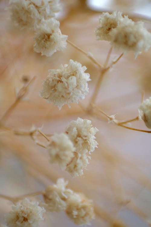 White Flowers in Macro Photography