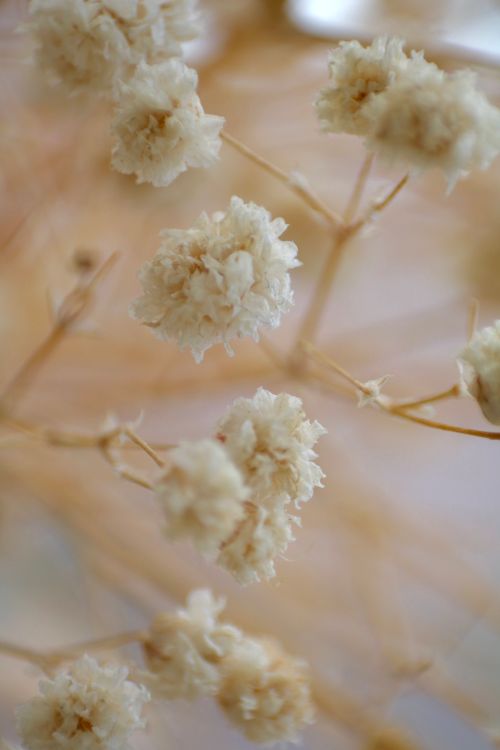 Free Close-up of delicate baby's breath flowers with a soft focus creating a dreamy and calm atmosphere. Stock Photo