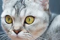 一只可爱的灰色虎斑猫特写，眼睛引人注目，胡须富有表情