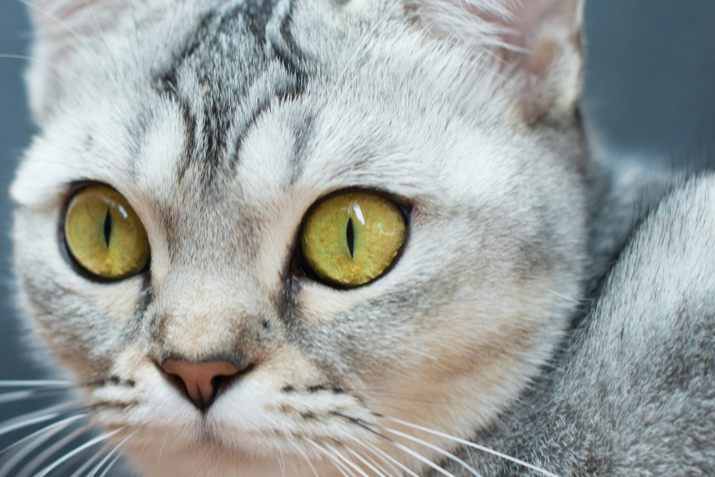 Close View Of A Cat S Face Free Stock Photo