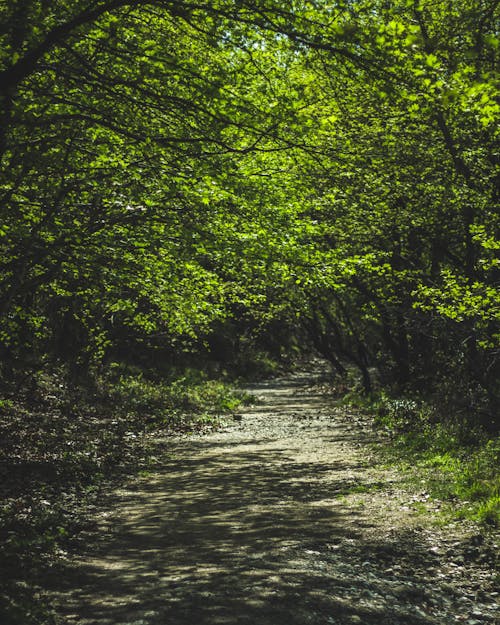 Gratis lagerfoto af dagslys, flora, frodig