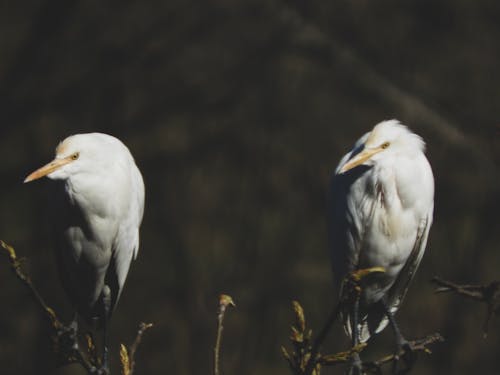 Dua Burung Putih
