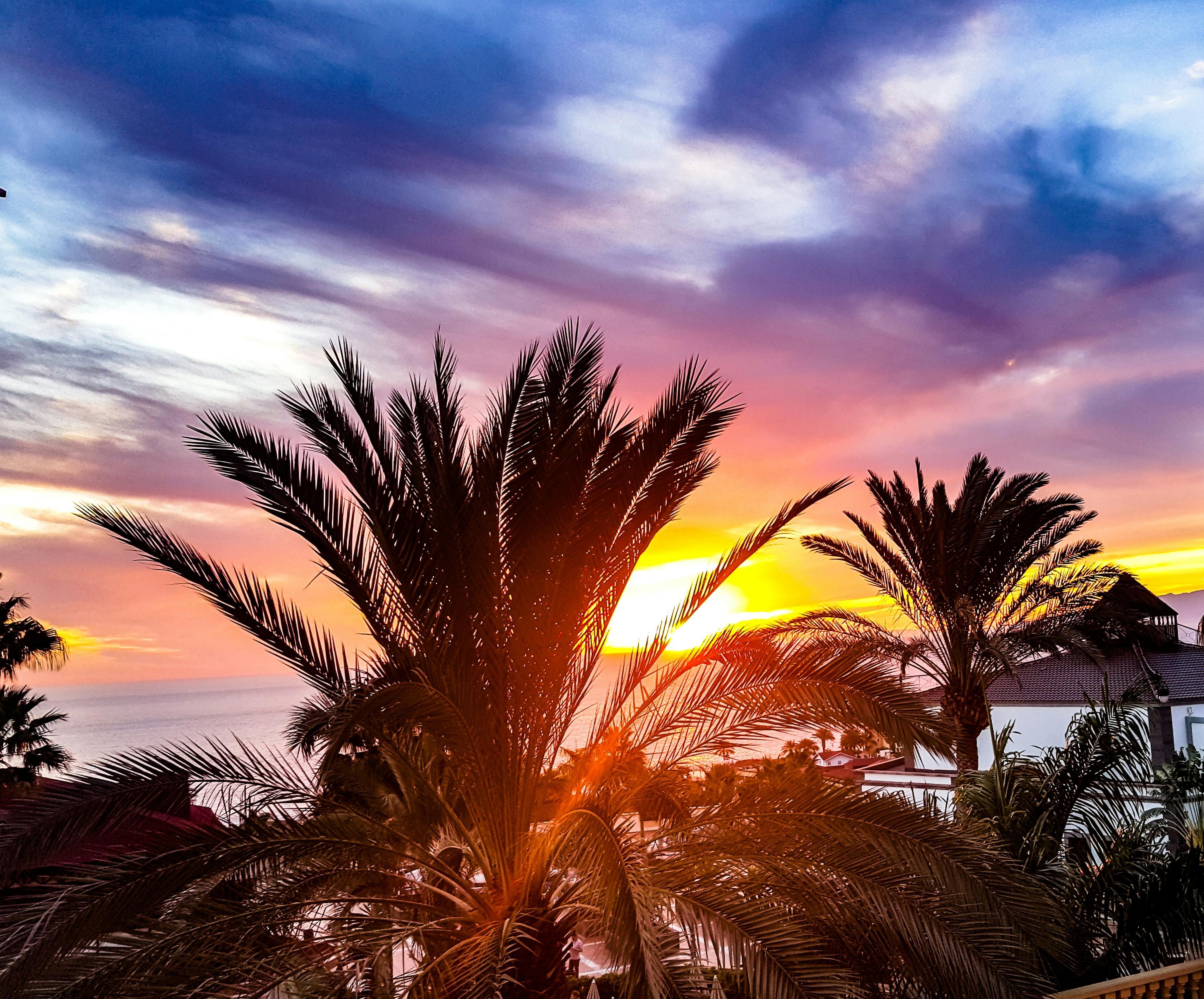 Green Palm Trees during Sunset · Free Stock Photo