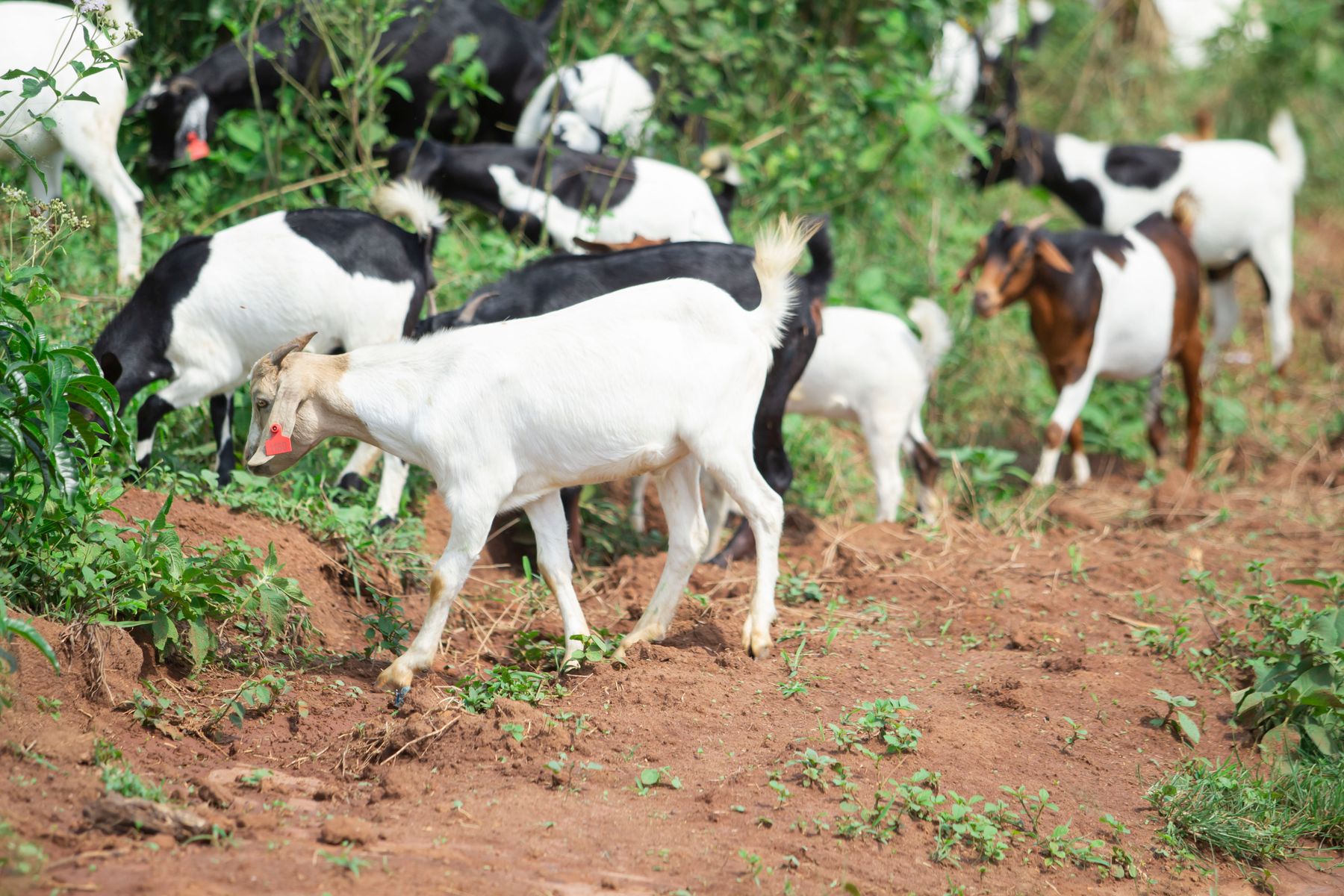 Live Goats
