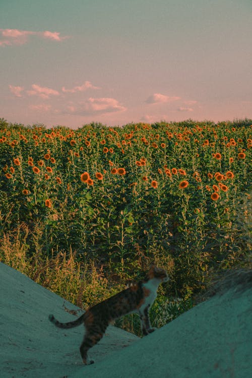 Cat on Concrete Pavement Near Sunflower Field