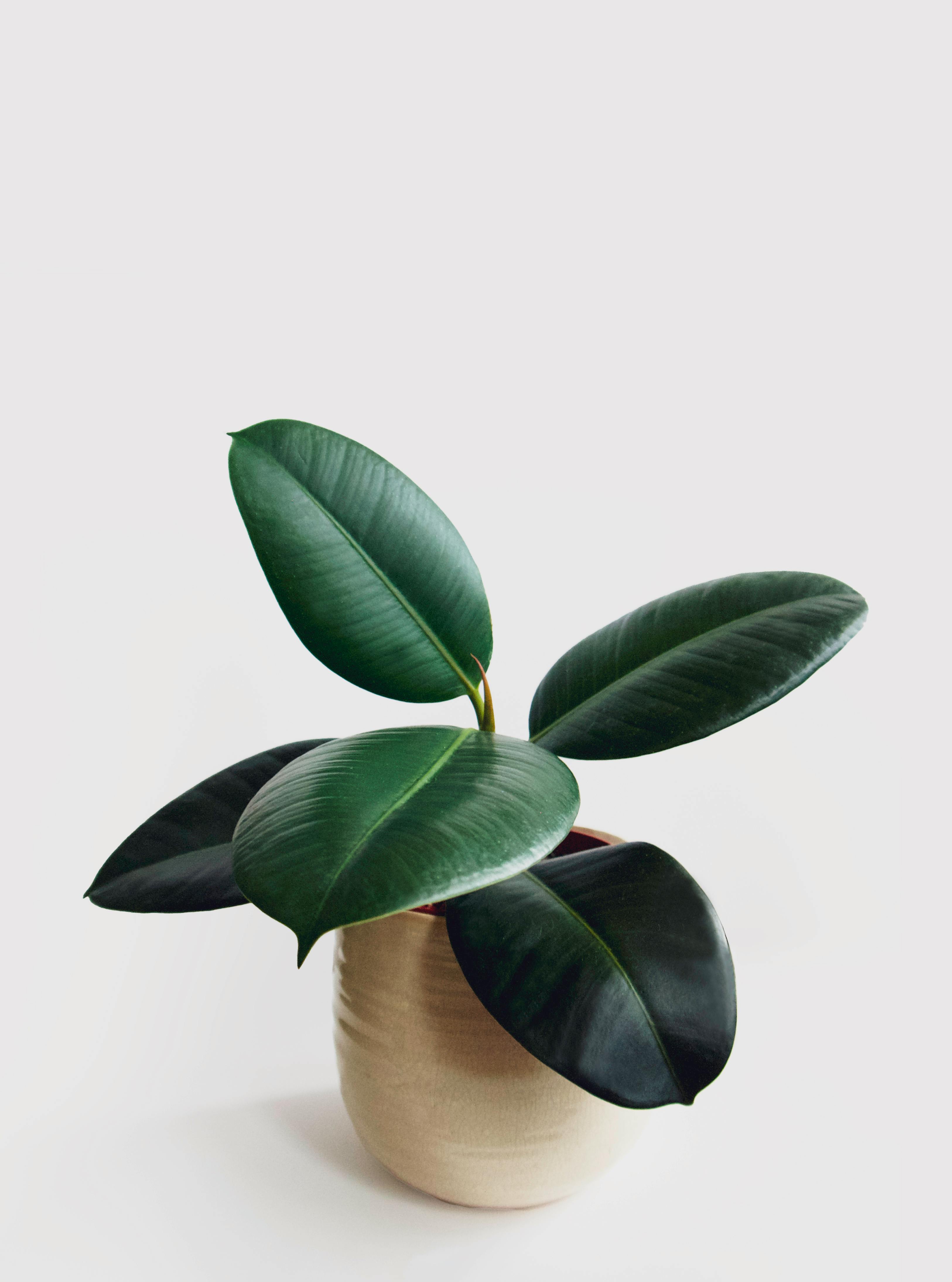 Minimalist style rubber plant in a ceramic pot with a clean white background.