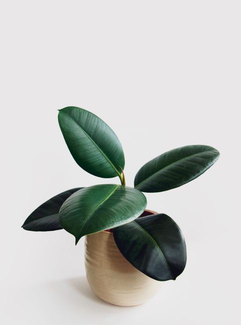 Minimalist style rubber plant in a ceramic pot with a clean white background.