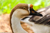 White and Brown Bird in Close Up Photography
