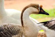 White and Black Duck in Close Up Photography