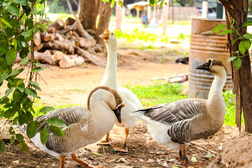 White and Brown Duck on Brown Ground